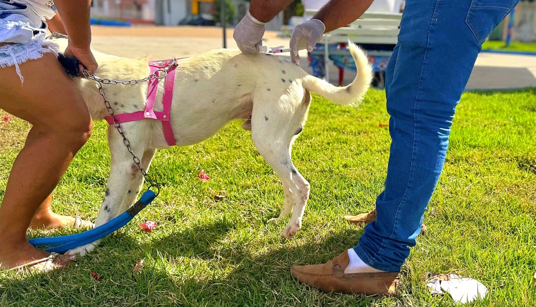 Secretaria de Saúde de Queimadas promoveu com sucesso o Dia "D" de Vacinação Antirrábica na sede do município
