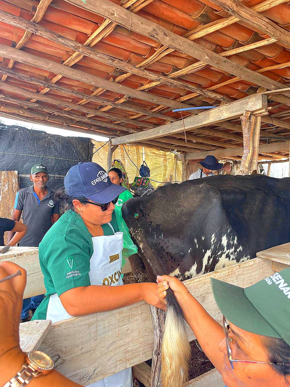 Curso gratuito de Inseminação Artificial de Bovinos é concluído com sucesso em Queimadas e impulsiona agropecuária local