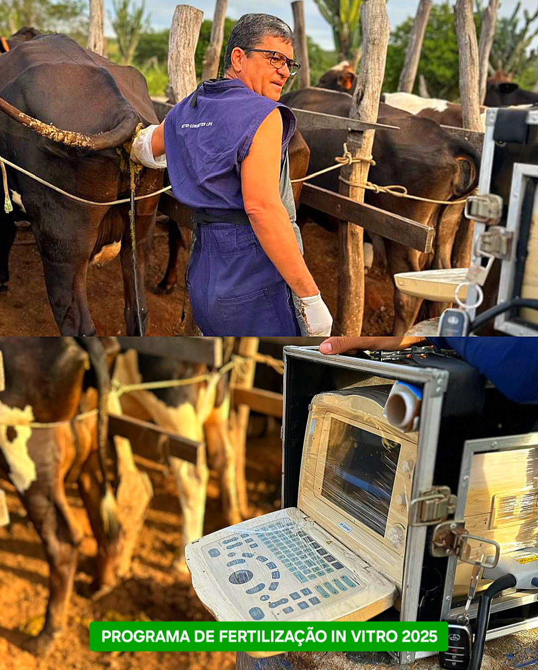 Programa FIV conclui ciclo 2025 em Queimadas com resultados positivos para o rebanho leiteiro: mais de 160 mil em investimentos